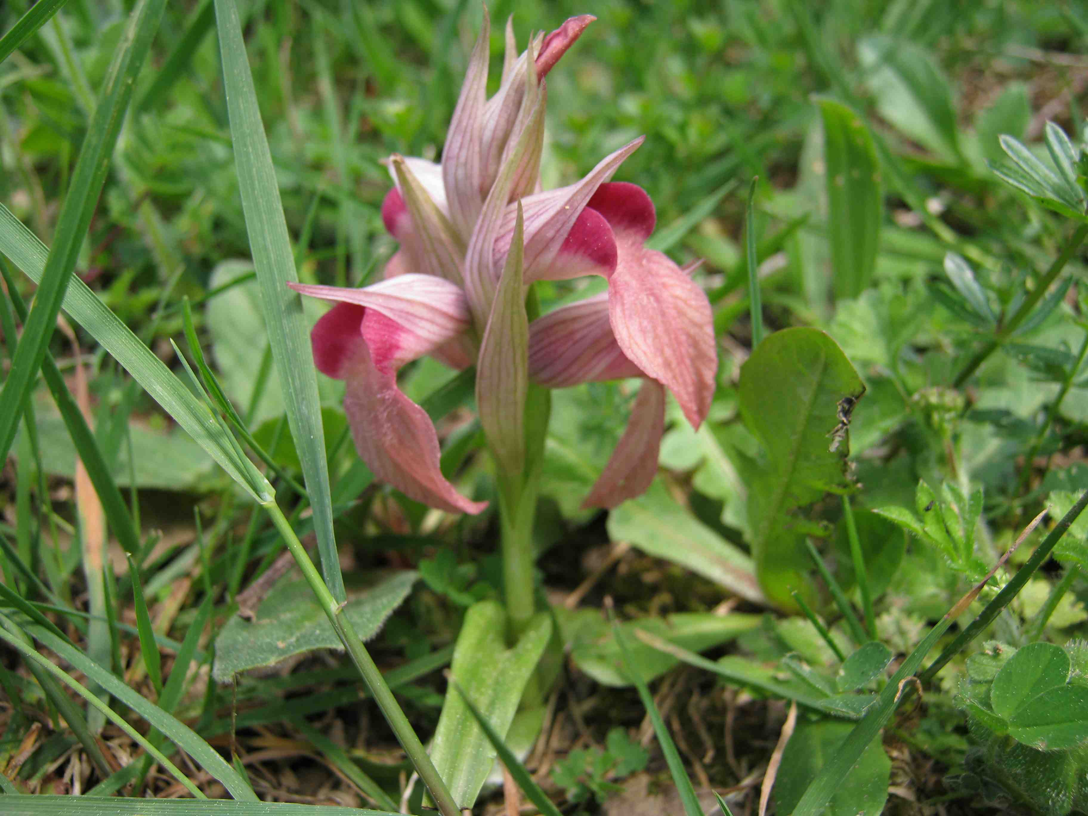 Serapias neglecta e Dactylorhiza maculata